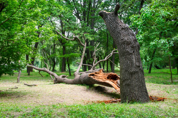 Trusted Akron, IA Tree Removal Services Experts